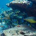 Oriental Sweetlip (Plectorhinchus vittatus), photo taken in Maldives, Male Atoll, South Male Atoll, Miaru Faru