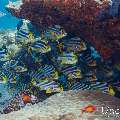 Oriental Sweetlip (Plectorhinchus vittatus), photo taken in Maldives, Male Atoll, South Male Atoll, Miaru Faru