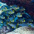 Oriental Sweetlip (Plectorhinchus vittatus), photo taken in Maldives, Male Atoll, South Male Atoll, Miaru Faru
