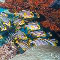 Oriental Sweetlip (Plectorhinchus vittatus), photo taken in Maldives, Male Atoll, South Male Atoll, Miaru Faru