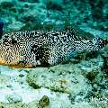 Map Puffer (Arothron mappa), photo taken in Maldives, Male Atoll, South Male Atoll, Miaru Faru