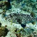 Map Puffer (Arothron mappa), photo taken in Maldives, Male Atoll, South Male Atoll, Miaru Faru