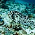 Map Puffer (Arothron mappa), photo taken in Maldives, Male Atoll, South Male Atoll, Miaru Faru