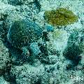 Hawksbill Sea Turtle (Eretmochelys imbricata), photo taken in Maldives, Male Atoll, South Male Atoll, Miaru Faru