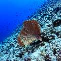 , photo taken in Maldives, Male Atoll, South Male Atoll, Veligandu Beiru