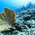, photo taken in Maldives, Male Atoll, South Male Atoll, Veligandu Beiru