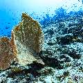 , photo taken in Maldives, Male Atoll, South Male Atoll, Veligandu Beiru