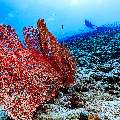 , photo taken in Maldives, Male Atoll, South Male Atoll, Veligandu Beiru