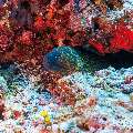, photo taken in Maldives, Male Atoll, South Male Atoll, Veligandu Beiru