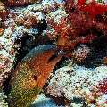 , photo taken in Maldives, Male Atoll, South Male Atoll, Veligandu Beiru