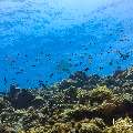 , photo taken in Maldives, Male Atoll, South Male Atoll, Veligandu Beiru