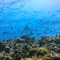 , photo taken in Maldives, Male Atoll, South Male Atoll, Veligandu Beiru