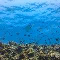 , photo taken in Maldives, Male Atoll, South Male Atoll, Veligandu Beiru