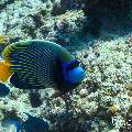 , photo taken in Maldives, Male Atoll, South Male Atoll, Veligandu Beiru
