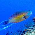 , photo taken in Maldives, Male Atoll, South Male Atoll, Veligandu Beiru