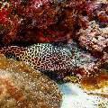 Honeycomb Moray (Gymnothorax favagineus), photo taken in Maldives, Male Atoll, South Male Atoll, Veligandu Beiru