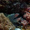 Honeycomb Moray (Gymnothorax favagineus), photo taken in Maldives, Male Atoll, South Male Atoll, Veligandu Beiru
