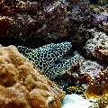Honeycomb Moray (Gymnothorax favagineus), photo taken in Maldives, Male Atoll, South Male Atoll, Veligandu Beiru