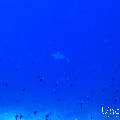 , photo taken in Maldives, Male Atoll, South Male Atoll, Veligandu Beiru