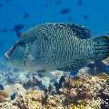 Napoleon Wrasse (Cheilinus undulatus), photo taken in Maldives, Male Atoll, South Male Atoll, Veligandu Beiru