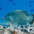 Napoleon Wrasse (Cheilinus undulatus), photo taken in Maldives, Male Atoll, South Male Atoll, Veligandu Beiru