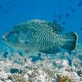 Napoleon Wrasse (Cheilinus undulatus), photo taken in Maldives, Male Atoll, South Male Atoll, Veligandu Beiru