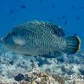 Napoleon Wrasse (Cheilinus undulatus), photo taken in Maldives, Male Atoll, South Male Atoll, Veligandu Beiru