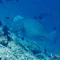 Humphead Parrotfish (Bolbometopon muricatum), photo taken in Maldives, Male Atoll, South Male Atoll, Veligandu Beiru