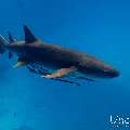 Tawny Nurse Shark (Nebrius ferrugineus), photo taken in Maldives, Male Atoll, South Male Atoll, n/a