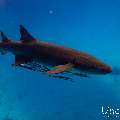 Tawny Nurse Shark (Nebrius ferrugineus), photo taken in Maldives, Male Atoll, South Male Atoll, n/a