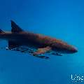 Tawny Nurse Shark (Nebrius ferrugineus), photo taken in Maldives, Male Atoll, South Male Atoll, n/a