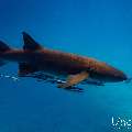 Tawny Nurse Shark (Nebrius ferrugineus), photo taken in Maldives, Male Atoll, South Male Atoll, n/a