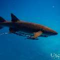 Tawny Nurse Shark (Nebrius ferrugineus), photo taken in Maldives, Male Atoll, South Male Atoll, n/a