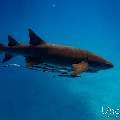 Tawny Nurse Shark (Nebrius ferrugineus), photo taken in Maldives, Male Atoll, South Male Atoll, n/a