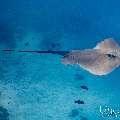 Pink whipray (Himantura fai), photo taken in Maldives, Male Atoll, South Male Atoll, n/a