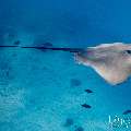 Pink whipray (Himantura fai), photo taken in Maldives, Male Atoll, South Male Atoll, n/a
