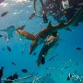Tawny Nurse Shark (Nebrius ferrugineus), photo taken in Maldives, Male Atoll, South Male Atoll, n/a