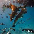 Tawny Nurse Shark (Nebrius ferrugineus), photo taken in Maldives, Male Atoll, South Male Atoll, n/a