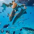 Tawny Nurse Shark (Nebrius ferrugineus), photo taken in Maldives, Male Atoll, South Male Atoll, n/a