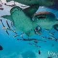 Tawny Nurse Shark (Nebrius ferrugineus), photo taken in Maldives, Male Atoll, South Male Atoll, n/a
