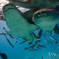 Tawny Nurse Shark (Nebrius ferrugineus), photo taken in Maldives, Male Atoll, South Male Atoll, n/a