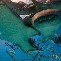 Tawny Nurse Shark (Nebrius ferrugineus), photo taken in Maldives, Male Atoll, South Male Atoll, n/a
