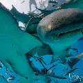 Tawny Nurse Shark (Nebrius ferrugineus), photo taken in Maldives, Male Atoll, South Male Atoll, n/a