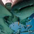 Tawny Nurse Shark (Nebrius ferrugineus), photo taken in Maldives, Male Atoll, South Male Atoll, n/a