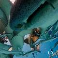 Tawny Nurse Shark (Nebrius ferrugineus), photo taken in Maldives, Male Atoll, South Male Atoll, n/a