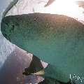 Tawny Nurse Shark (Nebrius ferrugineus), photo taken in Maldives, Male Atoll, South Male Atoll, n/a