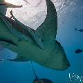 Tawny Nurse Shark (Nebrius ferrugineus), photo taken in Maldives, Male Atoll, South Male Atoll, n/a