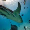 Tawny Nurse Shark (Nebrius ferrugineus), photo taken in Maldives, Male Atoll, South Male Atoll, n/a