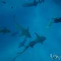 Family, photo taken in Maldives, Male Atoll, South Male Atoll, n/a