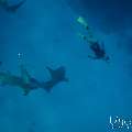 Family, photo taken in Maldives, Male Atoll, South Male Atoll, n/a
